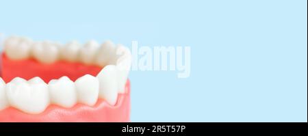 Falsche Zähne, Kiefer. Zahnärztliche Instrumente und Zahnhygieniker-Check-up-Konzept Nahaufnahme, Modell des Kiefers wird vom Zahnarzt verwendet, um zu zeigen, wie menschliche Zähne Stockfoto