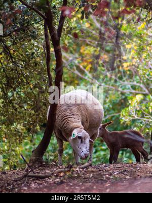 Ein drei Schafe, bestehend aus einem Erwachsenen und zwei Jungen, grasen am Straßenrand Stockfoto