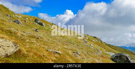 Norwegen, Innlandet, Dovrefjell-Sunndalsfjella Nationalpark Stockfoto