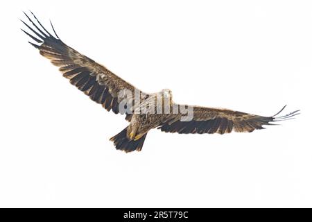 Eastern Imperial Eagle streckt Flügel während des Fluges und starrt auf die Kamera isoliert auf weißem Hintergrund Stockfoto