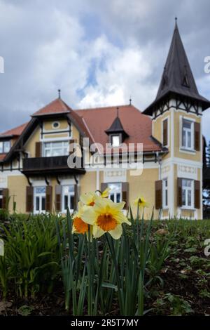 Gelbe Narzissen auf einer Wiese vor dem Hintergrund einer wunderschönen Burg Stockfoto