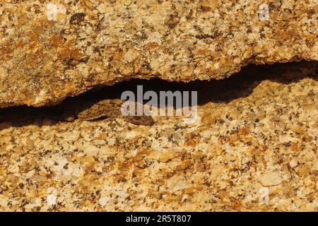 Spanien, Andalusien, Sierra Morena, Sierra de Andújar, Naturpark Sierra de Andújar, mauretanische Tarantula, Tarantola mauritanica, die sich am Rand einer Felsspalte in der Sonne sonnen Stockfoto