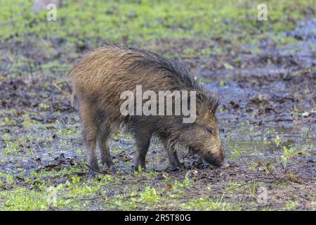 Spanien, Andalusien, Sierra Morena, Sierra de Andújar, Naturpark Sierra de Andújar, Wildschwein (Sus scrofa baeticus), jung auf der Suche nach Eicheln Stockfoto