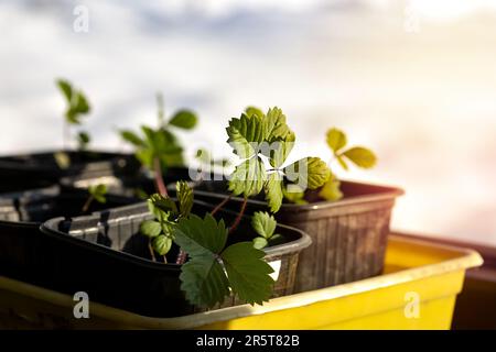 Erdbeerkeimlinge in einem Gartenkasten in der Sonne Stockfoto