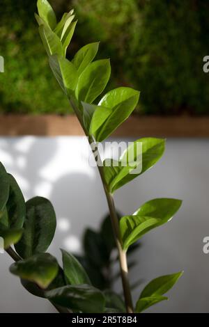 Wunderschöne saftige grüne Zamiokulkas im Wintergarten Stockfoto