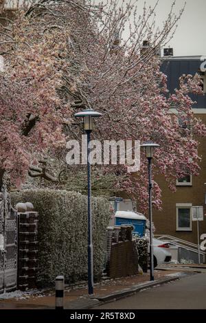 Eine malerische Winterszene mit einem schneebedeckten Baum neben einem Ziegelgebäude Stockfoto