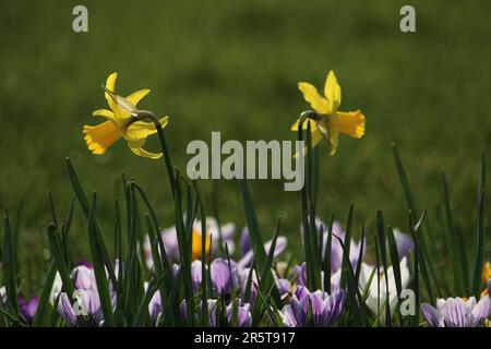 Nahaufnahme einer Ansammlung von leuchtend gelben Blumen vor einem Hintergrund mit üppigem grünen Gras Stockfoto