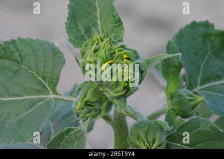 Nahaufnahme einer hellgrünen Sonnenblumenknospe in einem üppigen Garten Stockfoto