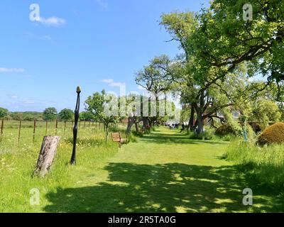 Stowmarket, Suffolk - 4. Juni 2023 : Helmingham Hall, Art and Gardens an einem heißen Sommernachmittag. Heimat der Tollemache-Familie. Der Applewalk. Stockfoto