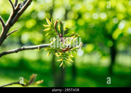 Wunderschöne Rowan-Äste mit den ersten Blättern, die in einem Garten wachsen. Frühling-Natur-Hintergrund. Stockfoto