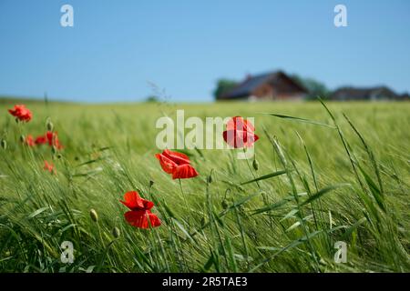 Eine Nahaufnahme von rotem Mohn mit einem unscharfen Hintergrund Stockfoto