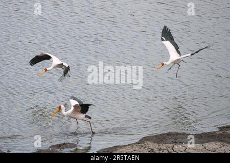 seeufer mit einer Gruppe gelber Storch Watvögel, die im seichten Wasser landen, im hellen Sommerlicht geschossen, Kruger Park, Mpumalanga, Süd Stockfoto