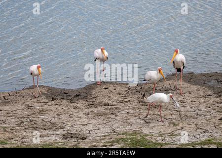 seeufer mit Afrika Löffelvogel, der von einer Gruppe gelber Storch Watvögel weggeht, im hellen Sommerlicht geschossen, Kruger Park, Mpumal Stockfoto