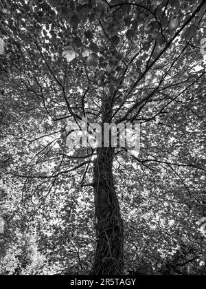 B&W Tree, Balmore Walk, Caversham, Reading, Berkshire, England, Großbritannien, GB. Stockfoto