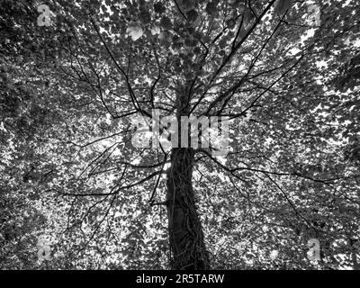 B&W Tree, Balmore Walk, Caversham, Reading, Berkshire, England, Großbritannien, GB. Stockfoto