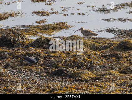 Ein Curlew und eine Kapuzenkrähe, die sich inmitten der Algen an der Mündung in Clifden Bay, Connemara, Irland, ernähren Stockfoto