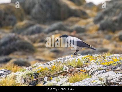 Eine schlaue Kapuzenkrähe ( Corvus cornix) mit einem Regal, das bereit ist, auf den Felsen zu fallen und zu zerschlagen und aufzubrechen. Clifden Bay, Irland Stockfoto