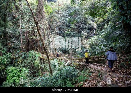 Einheimische reparieren handgemachte lebende Wurzelbrücke in der Cherrapunji-Region, Meghalaya, Nordosten Indiens. Bambusstäbchen tragen, um die Brücke zu reparieren. Stockfoto