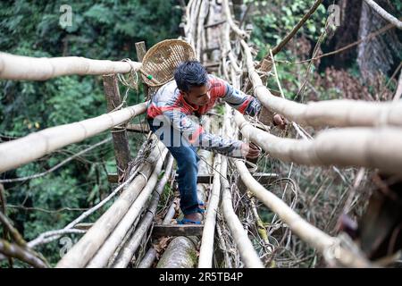 Ein Mann aus dem Khasi-Stamm mit Korb auf dem Rücken repariert die größte handgemachte lebende Wurzelbrücke im Wald in der Cherrapunji-Region, Meghalaya, Indien Stockfoto