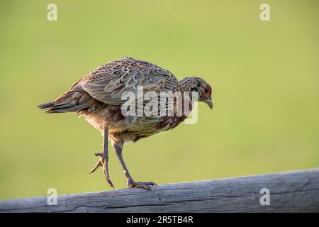 Eine junge Fasanenhuhn, die sich auf einem Zaun ausbalanciert. Zeigt Details zum Jugendgefieber, seinen Füßen usw. auf klarem Hintergrund. Suffolk, Großbritannien Stockfoto