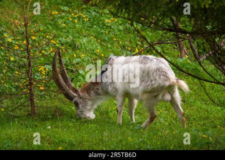 Ein alter Ziegenbock mit langen Hörnern auf einer grünen Wiese Stockfoto