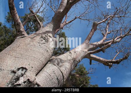 baobab im Kings Park in perth (australien) Stockfoto