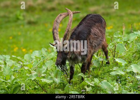 Ein spezieller alter Ziegenbock mit langen, kreuzenden Hörnern grast auf einer grünen Wiese Stockfoto