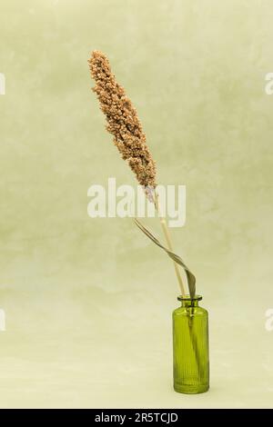 Getrocknetes Blumengetreide in einer Dose auf einem wässrigen grünen Hintergrund Stockfoto