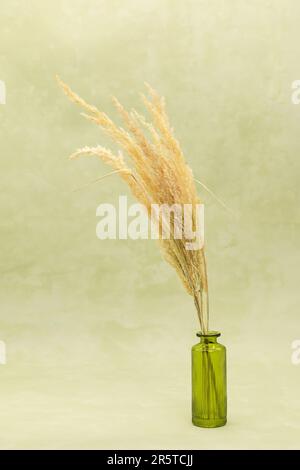 Getrocknetes Blumengetreide in einer Dose auf einem wässrigen grünen Hintergrund Stockfoto