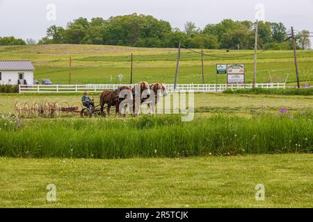 Amish Country, Ohio, USA - 16. Mai 2023: Im ländlichen Amish Country in Ohio werden Pferde vom Fass zerlegt. Stockfoto