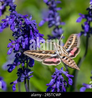 Weiße Sphinx Moth Nectaring auf maaly Blue Sage Flowers Stockfoto