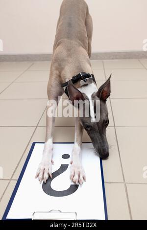 Ein Whippet-Hund steht in einer Tierklinik auf einem Schild mit einem Fragezeichen und schaut fragwürdig in die Kamera. Stockfoto