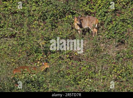 Chinesischer Muntjac (Muntiacus reevesi) zwei junge Erwachsene, die Brombeeren (Rubus fruticosus) fressen, Eccles-on-Sea, Norfolk, Großbritannien September Stockfoto