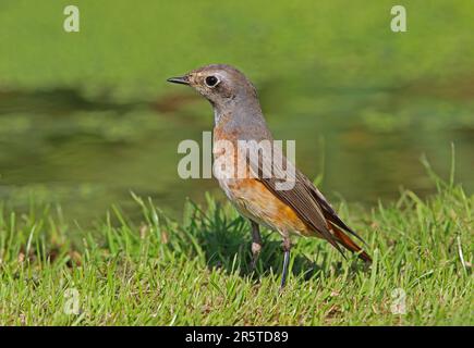 Rotkehlkopf (Phoenicurus phoenicurus; phoenicurus), unreifer Mann, der auf Gras steht, Eccles-on-Sea, Norfolk, Vereinigtes Königreich September Stockfoto