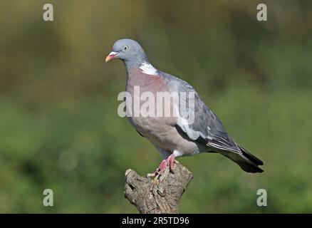 Woodpigeon (Columba palumbus palumbus), Erwachsener, hoch oben auf Baumstumpf, Eccles-on-Sea, Norfolk, Großbritannien September Stockfoto
