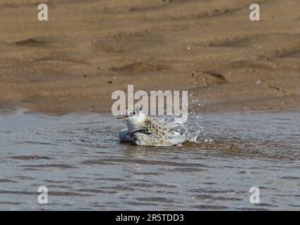 Little Tern (Sternula albifrons albifrons) Jungbaden im Meer Eccles-on-Sea, Norfolk Juli Stockfoto