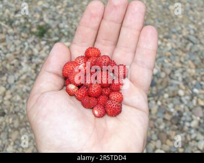 Wilde Erdbeeren in einer Hand. Fragaria vesca Stockfoto