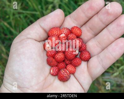 Wilde Erdbeeren in einer Hand. Fragaria vesca Stockfoto