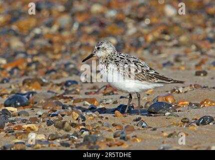 Sanderling (Calidris alba alba) Erwachsener, der sich in Wintergefieber am Kieselstrand Eccles-on-Sea, Norfolk stürzt August Stockfoto