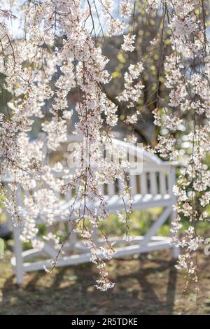 Eine weiße Bank und ein blühender Baum im Frühlingsgarten Stockfoto