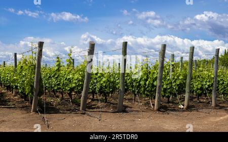 Weinberg im Uco-Tal in der Nähe von Mendoza, Argentinien Stockfoto