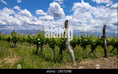 Weinberg im Uco-Tal in der Nähe von Mendoza, Argentinien Stockfoto