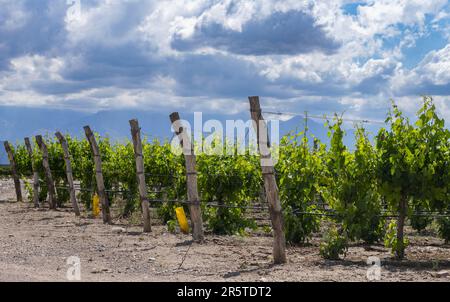 Weinberg im Uco-Tal in der Nähe von Mendoza, Argentinien Stockfoto