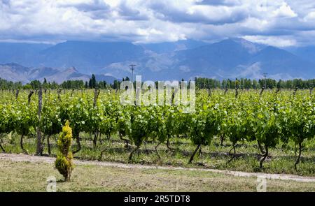 Weinberg im Uco-Tal in der Nähe von Mendoza, Argentinien Stockfoto