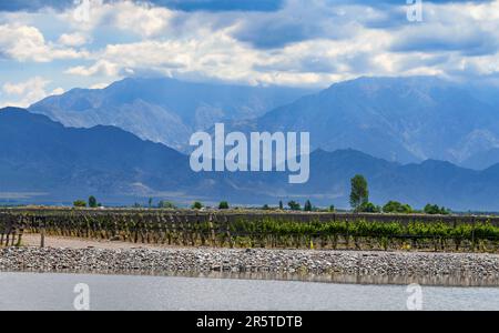 Weinberg im Uco-Tal in der Nähe von Mendoza, Argentinien Stockfoto