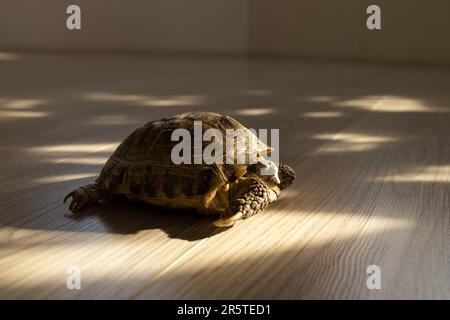 Eine Landschildkröte krabbelt in einem Raum auf dem Boden Stockfoto