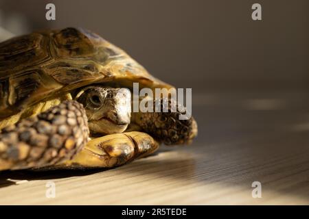 Eine Landschildkröte krabbelt in einem Raum auf dem Boden Stockfoto