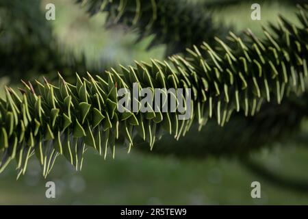 Zweige des Aarokarienbaums auf grünem Hintergrund Stockfoto