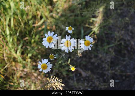 Eine Nahaufnahme deutscher Kamille auf einer Wiese. Stockfoto