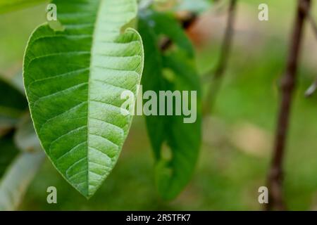 Frische Guavablätter im Garten mit verschwommenem Hintergrund. Guava-Blätter verschließen Stockfoto